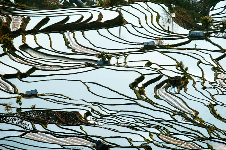 Рисовые поля на террасах в Китае