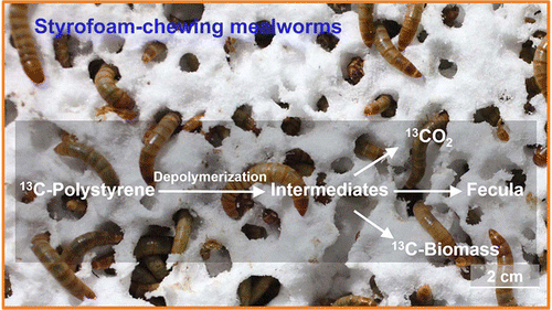 личинки поедающие пенопласт
