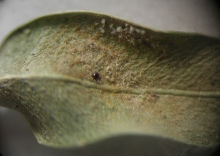 Развитие спороношений Cylindrocladium buxicolaна молодом листочке самшита 